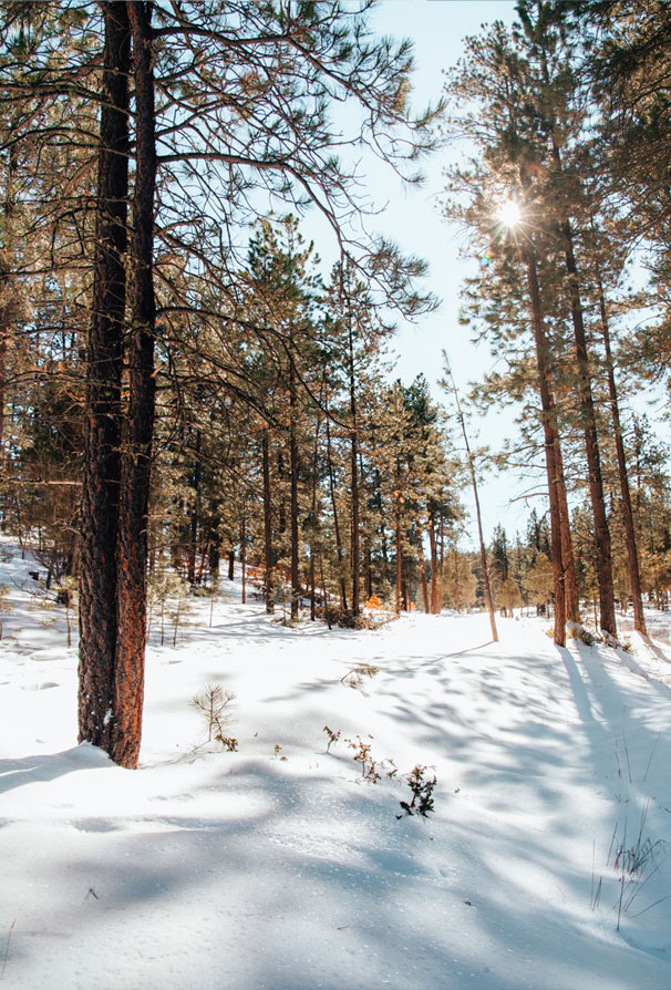 Taos Snowshoeing Day Tour